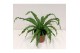 Asplenium antiquum osaka 