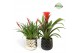 Bromelia mix Royal Crown keramiek - Royal Classic mix 