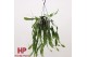 Lepismium houlletianum hp 
