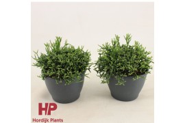 Overig cactus Hatiora overig Hatiora