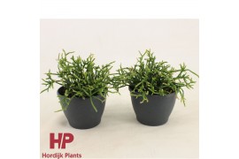 Rhipsalis burchellii