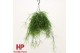 Rhipsalis baccifera oasis hp 