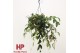 Aeschynanthus marmoratus hp 
