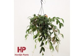 Aeschynanthus marmoratus hp