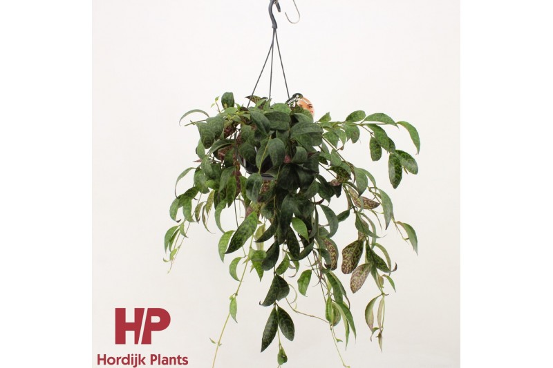 Aeschynanthus marmoratus hp 
