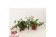 Aeschynanthus marmoratus 