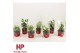 Aeschynanthus radicans mix 