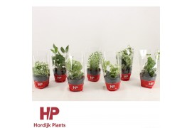 Aeschynanthus radicans mix