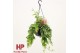 Aeschynanthus lobbianus variegatus hp 