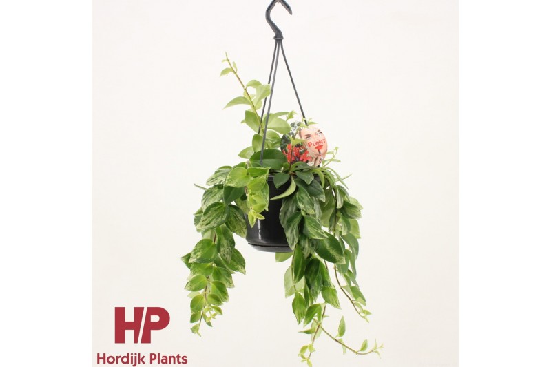 Aeschynanthus lobbianus variegatus hp 