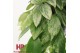 Aeschynanthus lobbianus variegatus hp 