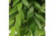 Aeschynanthus japhrolepis hp 