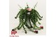 Aeschynanthus rasta 24188 keramiek wit 
