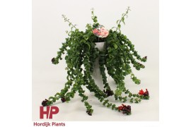 Aeschynanthus rasta 24188 keramiek wit