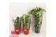 Aeschynanthus mix hp 