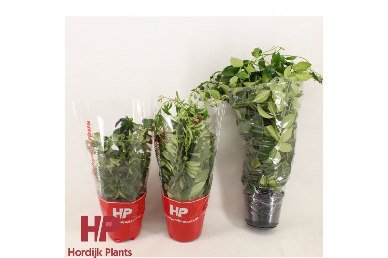 Aeschynanthus mix hp 