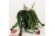 Aeschynanthus rasta 24190 keramiek zwart 