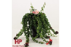 Aeschynanthus rasta 24190 keramiek zwart