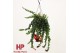 Aeschynanthus rasta hp 