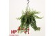Aeschynanthus twister hp 