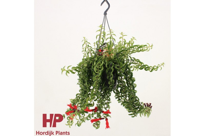 Aeschynanthus twister hp 