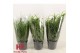 Rhipsalis mix hp 