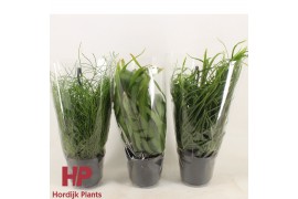 Rhipsalis mix hp