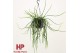 Rhipsalis selenicereus wercklei hp 