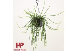 Rhipsalis selenicereus wercklei hp