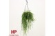 Rhipsalis baccifera shaferi hp 