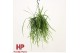 Lepismium bolivianum hp 