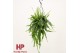 Epiphyllum pumilum hp 