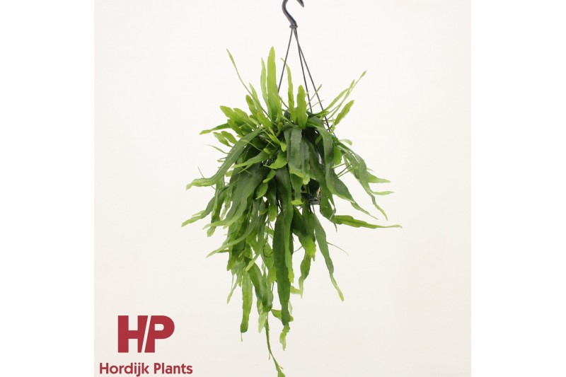Epiphyllum pumilum hp 