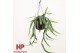 Epiphyllum Selenicereus anthonyanus hp 