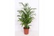 Chameadorea seifrizii Chamaedorea Seifrizii 15 pp 