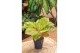 Aglaonema grand blossom 