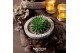 Arrangementen succulenten rootless aloe aristata magic in koala bowl 