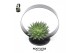 Arrangementen succulenten rootless aloe aristata magic in black metal  