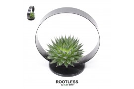 Arrangementen succulenten rootless aloe aristata magic in black metal 