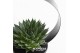 Arrangementen succulenten rootless aloe aristata magic in black metal  