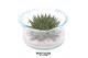 Arrangementen succulenten rootless aloe aristata magic in green glass 