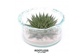 Arrangementen succulenten rootless aloe aristata magic in green glass