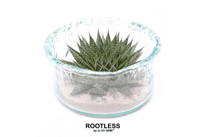 Arrangementen succulenten rootless aloe aristata magic in green glass Arrangementen succulenten rootless aloe aristata magic in green glass