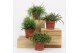 Rhipsalis mix 
