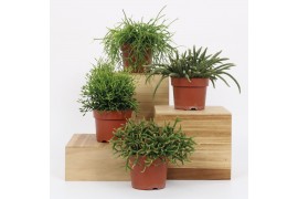 Rhipsalis mix