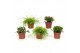 Rhipsalis mix 