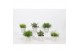 Rhipsalis mix in Small Swing 