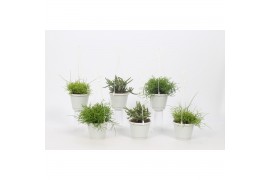 Rhipsalis mix in Small Swing