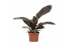 Philodendron Black Cardinal 