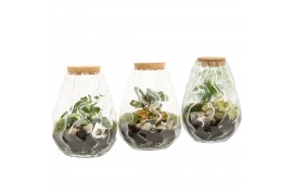 Arrangementen kamerplanten 90682: Terrarium